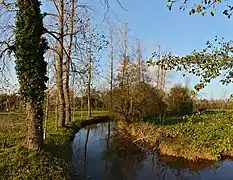 Bras de la Lizonne aux tourbières de Vendoire.