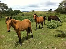 Image illustrative de l’article Cheval au Venezuela