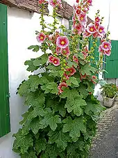 Roses trémières dans une venelle à Saint-Martin-de-Ré (Île de Ré, France).