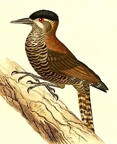 Description de l'image Veniliornis nigriceps 1847.jpg.