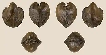 Vepricardium orbiculare, cardiidae des temps du lutétien, dans l'éocène, trouvé près de la commune de Sankt Pankraz (Haute-Autriche).