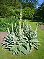 Verbascum densiflorum