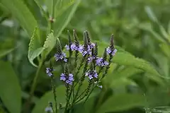 Description de l'image Verbena hastata.JPG.