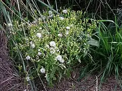 Séneçon des forêts