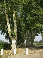 Allée des platanes à Verdun-sur-Garonne.