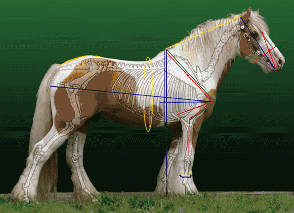 Photo et dessin anatomique d'un cheval