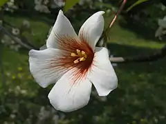 Fleur mâle, étamines