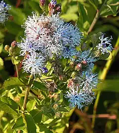 Description de l'image Vernonia galamensis (25396105376).jpg.