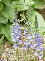Veronica austriaca subsp. austriaca