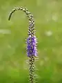 Veronica bachofenii  et son long épi floral