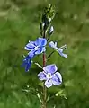Veronica chamaedrys : les feuilles sont opposées jusqu’à la dernière sous l’inflorescence qui, elle, porte des bractées bien plus petites et alternes