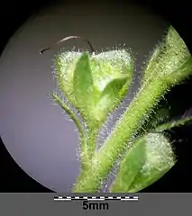 Fruit en forme de cœur