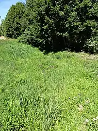 Le Verraux perdu dans les herbes au village de Ponty, à Saint-Dizier-la-Tour.