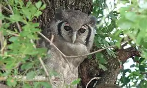 Bubo lacteus (Parc national Kruger, Afrique du Sud).