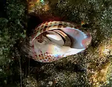 Verrillactis paguri? sur le bord columellaire d'une coquille habitée par un pagure.