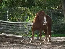 Gros cheval roux près de sa mangeoire