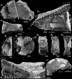 Vues sous plusieurs angles de vertèbres du spécimen holotype de Cardabiodon ricki.