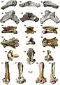 Vue en différents angles des différents vertèbres fossilisés de l'espèce P. linxiaense.