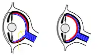 coupes anatomiques des yeux.