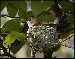 Description de l'image Vervain Hummingbird.jpg.