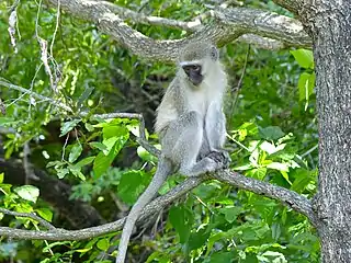 Vervet dans un arbre