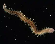 Vesicomyicola trifurcatus, un Nautiliniellidae