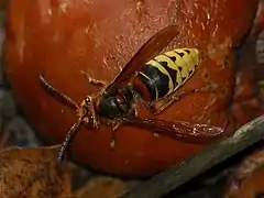 Vespa crabro (mâle).