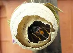 Fondatrice finissant l'ébauche de son nid en fin de printemps.