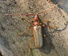 Vesperus strepens (Fabricius, 1792)