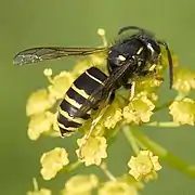 Vespula acadica