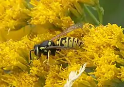 Vespula atropilosa