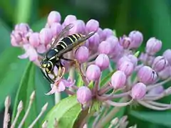 Vespula vidua