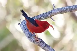 Iiwi rouge (Drepanis coccinea), un drepanidinae