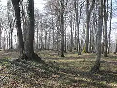 Surface terrassée ou se trouvait l'ancien château.