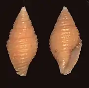 Vexillum doliolum