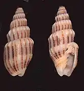 Vexillum exasperatum