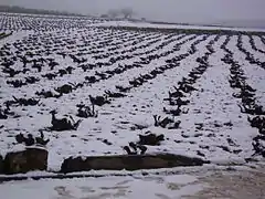 Gobelets dans la neige