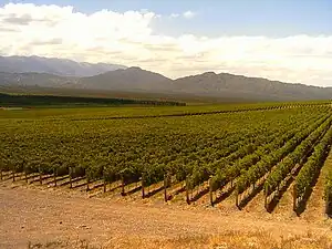 Vignoble dans la région de Pedernal (département de Sarmiento) en Argentine.