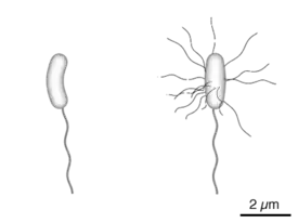 Schéma de la bactérie V. cholerae