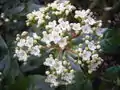 Viburnum tinus Gwenllian