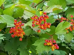 Viburnum opulus