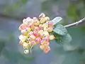 Viburnum lantana