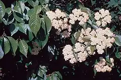 Description de l'image Viburnum lentago NRCS-006.jpg.