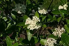 Description de l'image Viburnum nudum flowers 8601.JPG.