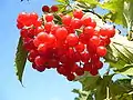 Viburnum opulus