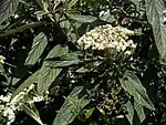 Viburnum rhytidophyllum