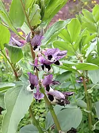 Fleurs de fèves à l'étendard pourpre et aux ailes tachetées.