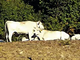 photo couleur de bovins blancs de taille moyenne à cornes courtes en plein air.