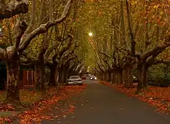 Automne dans la banlieue de Canterbury.