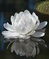 Fleur nouvellement épanouie, blanche